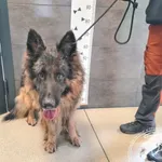 Znaleziono psa, Chełmek, 9 września 2025