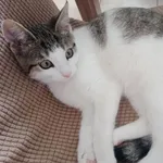 Zaginął kot, Mielęcin, 10 września 2025