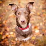 Oddam psa, Płock, 10 września 2025