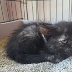 Kot do adopcji, Orzechowce, 3 września 2025