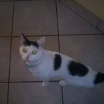 Zaginął kot, Łódź, 9 września 2025