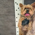 Znaleziono psa, Chełmek, 10 września 2025