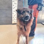 Znaleziono psa, Chełmek, 9 września 2025