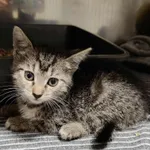 Kot do adopcji, Włocławek, 10 września 2025