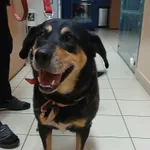 SUCZKA PRZYWIEZIONA 11.09.2025.INTERWENCJA POLICJI