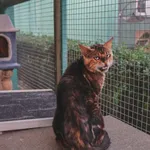 Kot do adopcji, Henrykowo, 11 września 2025