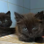 Znaleziono kota, Lublin, 7 września 2025