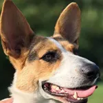 Znaleziono psa, Tatary, 8 września 2025