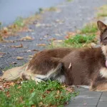 Pies poz. 25/0455 w DT