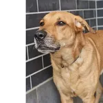 Pies do adopcji, Wrocław, 7 września 2025