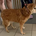 Znaleziono psa, Lublin, 11 września 2025