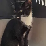 Znaleziono kota, Olsztyn, 10 września 2025