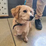 Znaleziono psa, Chełmek, 10 września 2025