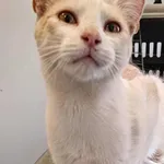 Znaleziono kota, Lublin, 10 września 2025