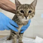 Znaleziono kota, Czartki, 11 września 2025