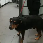 Pies odnaleziony w dniu 01.09.2025 r. przy ul. Waryńskiego.