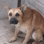 Znaleziono psa, Nowa Krępa, 2 września 2025