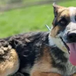 Znaleziono psa, Tatary, 4 września 2025