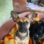 Pies do adopcji, Korabiewice, 11 września 2025