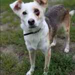 Znaleziono psa, Grudziądz, 5 września 2025