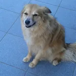 Zaginął pies, Kołbiel, 13 września 2025