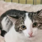 Kot do adopcji, Wrocław, 6 lipca 2025