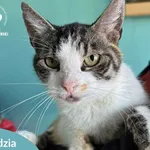 Kot do adopcji, Starogard Gdański, 12 września 2025
