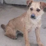 Znaleziono psa, Nowa Krępa, 4 września 2025