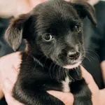 Pies do adopcji, Korabiewice, 11 września 2025