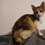 Znaleziono kota, Toruń, 16 sierpnia 2025