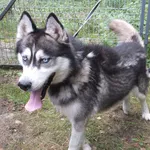 Szaruś to pies przywieziony w dniu 29.08.2025r z terenu gm. Sobolew,średni,miły,wesoły,kontaktowy