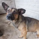 Wagonik to pies przywieziony w dniu 02.09.2025r z terenu gm. Trojanów, nieduży, kontaktowy,spokojny