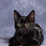 Kot do adopcji, Gdańsk, 12 września 2025