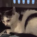 Znaleziono kota, Lublin, 11 września 2025