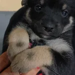 Znaleziono psa, Gdańsk, 12 września 2025