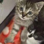 Znaleziono kota, Lublin, 12 września 2025