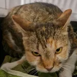 Kotka Tanti rezerwacja