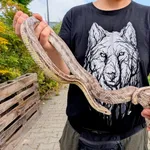 Znaleziono zwierzę, Lublin, 1 września 2025