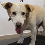 Znaleziono psa, Łódź, 12 września 2025