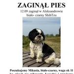 Zaginął pies, Warszawa, 13 września 2025
