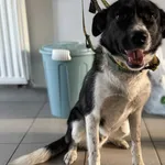 Znaleziono psa, Lublin, 12 września 2025