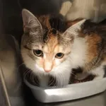 Kot do adopcji, Włocławek, 13 września 2025