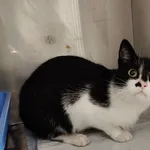 Kot do adopcji, Włocławek, 12 września 2025