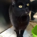 Kot do adopcji, Włocławek, 13 września 2025