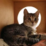 Kot do adopcji, Włocławek, 13 września 2025