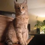 Zaginął kot, Wrocław, 14 września 2025