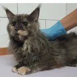 Znaleziono kota, Białystok, 13 września 2025