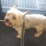 Znaleziono psa, Bydgoszcz, 13 września 2025