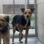 Pies do adopcji, Kraków, 31 sierpnia 2025