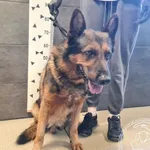 Znaleziono psa, Chełmek, 14 września 2025